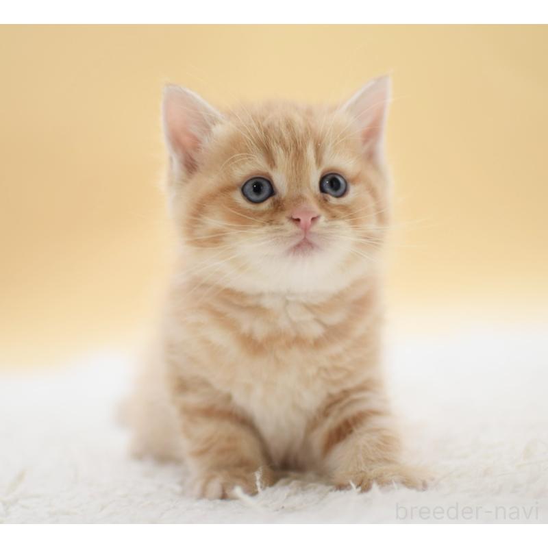 販売中の栃木県のマンチカン-131643の7枚目