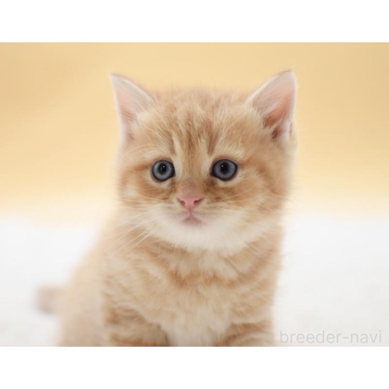 販売中の栃木県のマンチカン-131643の6枚目