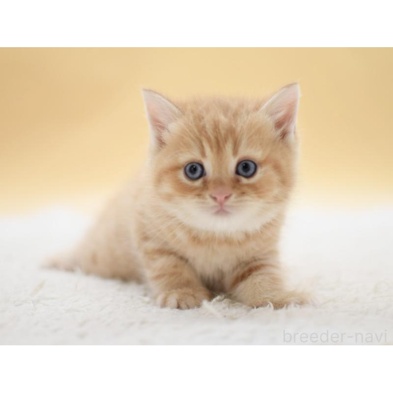 販売中の栃木県のマンチカン-131643の5枚目