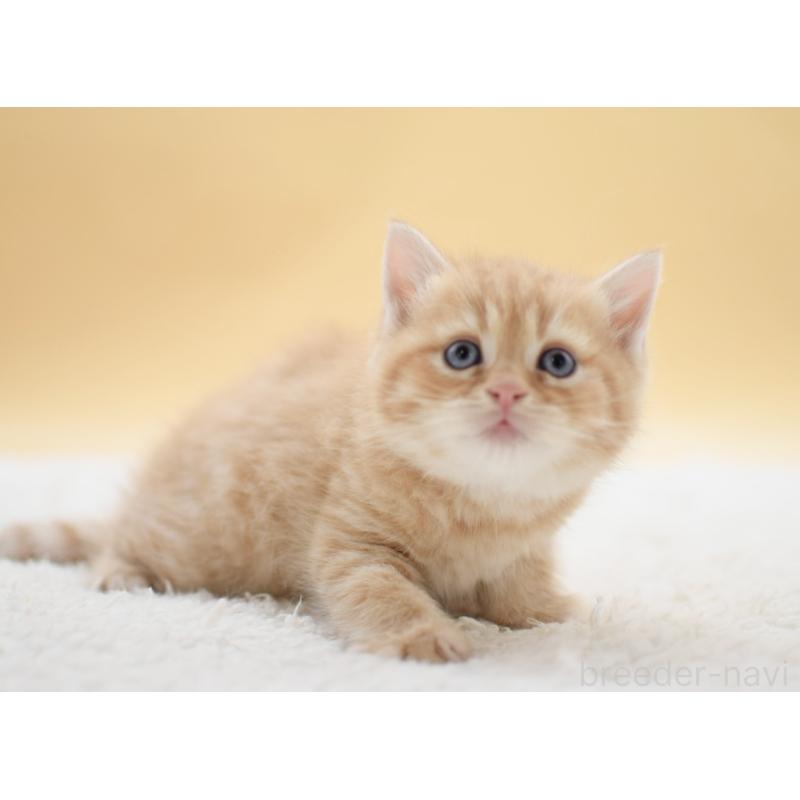 販売中の栃木県のマンチカン-131643の4枚目