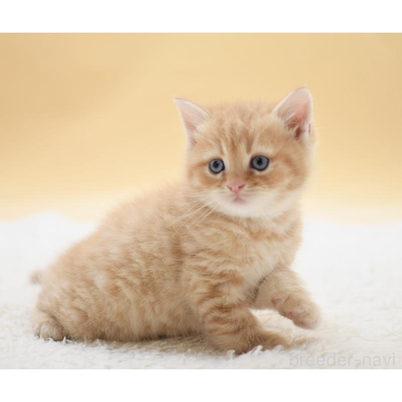 販売中の栃木県のマンチカン-131643の3枚目