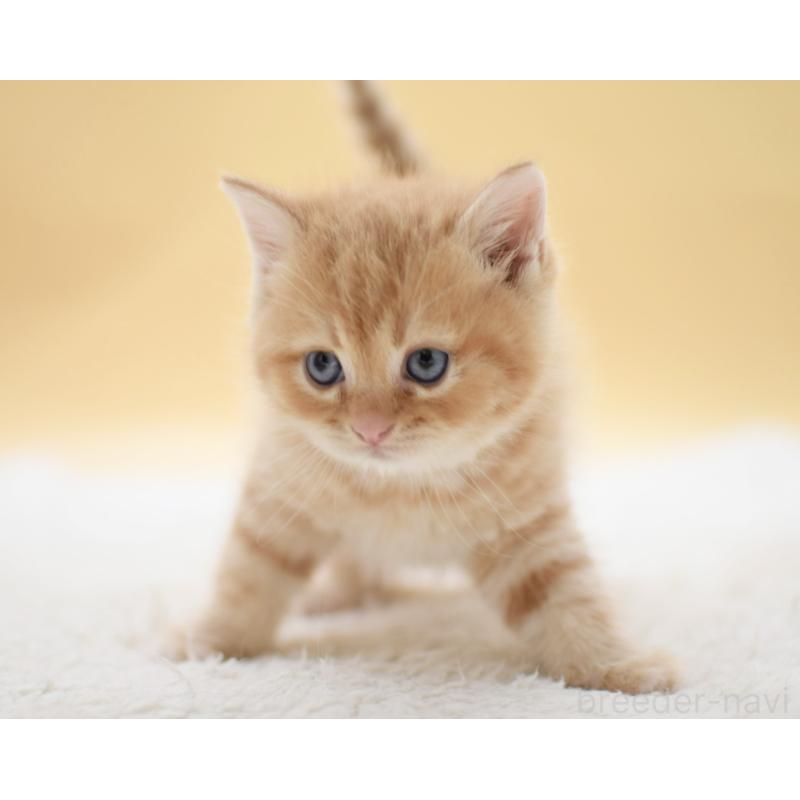 販売中の栃木県のマンチカン-131643の2枚目