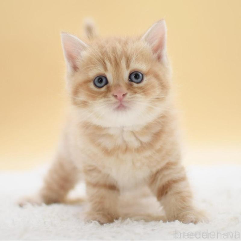 販売中の栃木県のマンチカン-131643