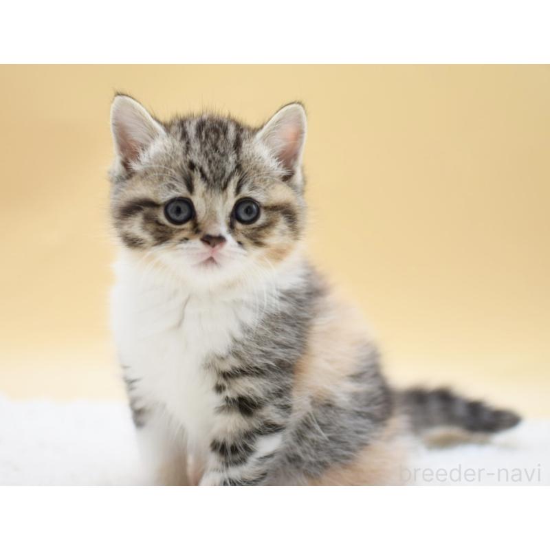 販売中の栃木県のマンチカン-131644の8枚目