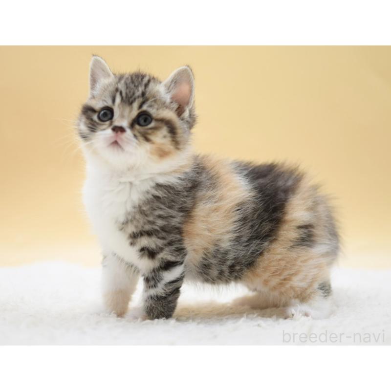 販売中の栃木県のマンチカン-131644の7枚目