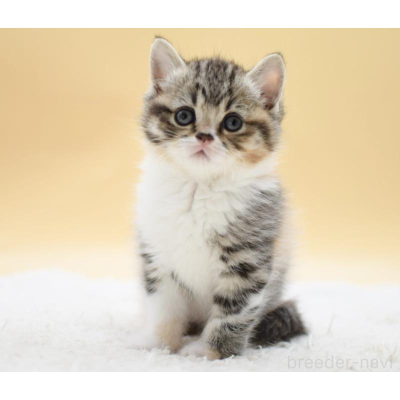 販売中の栃木県のマンチカン-131644の6枚目