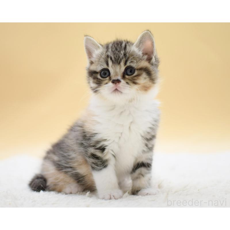 販売中の栃木県のマンチカン-131644の5枚目