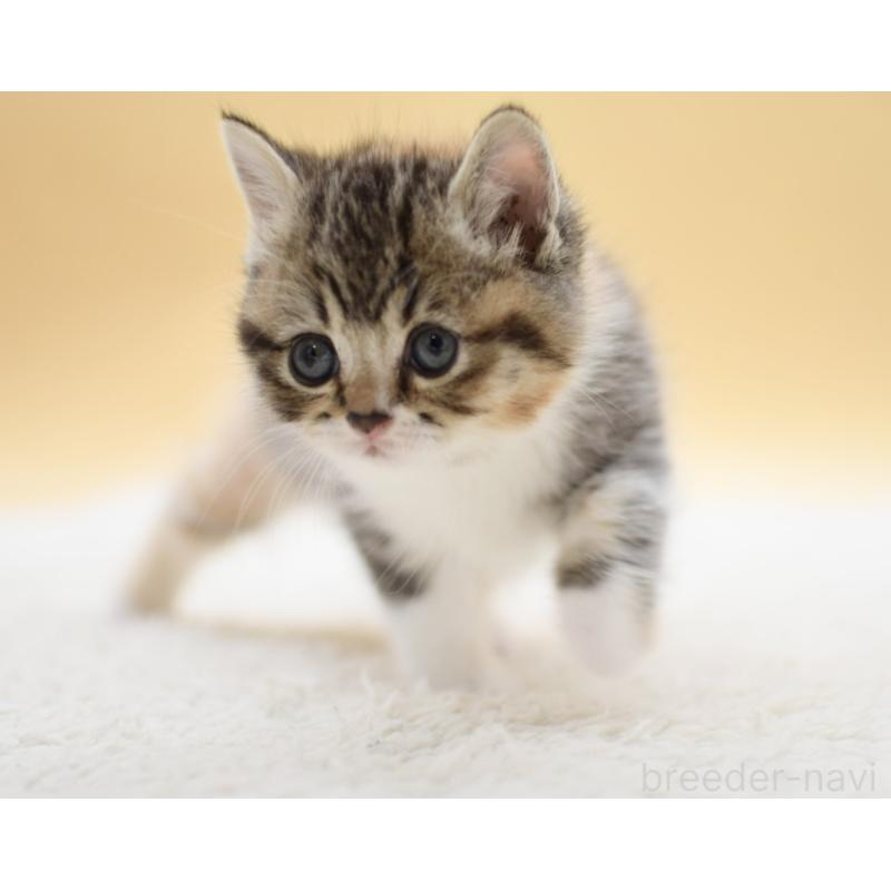 販売中の栃木県のマンチカン-131644の4枚目