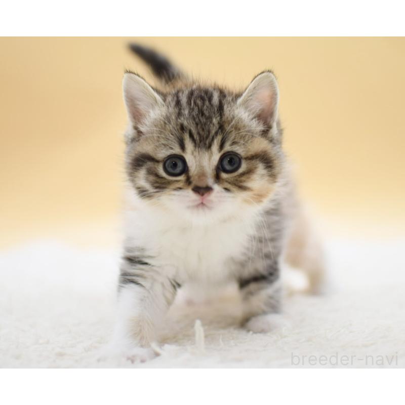 販売中の栃木県のマンチカン-131644の3枚目