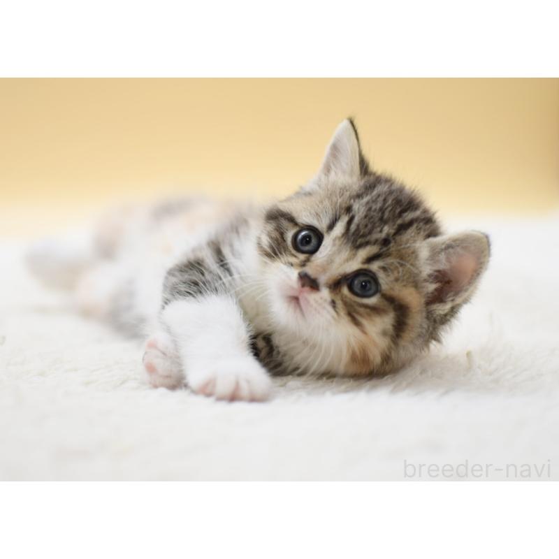 販売中の栃木県のマンチカン-131644の2枚目