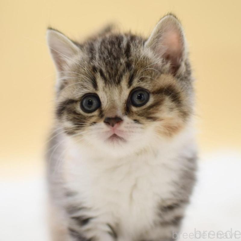 販売中の栃木県のマンチカン-131644の1枚目