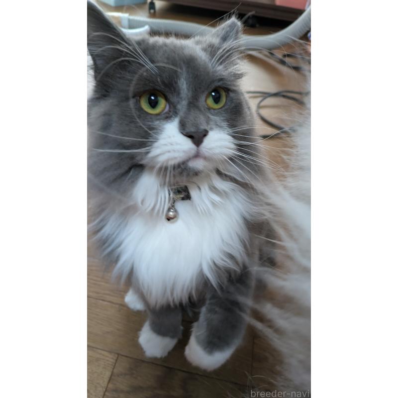 販売中の大阪府のミヌエット-120590の10枚目