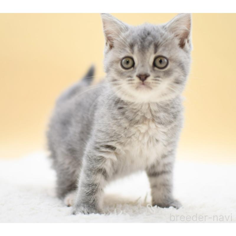 販売中の栃木県のマンチカン-131645の6枚目