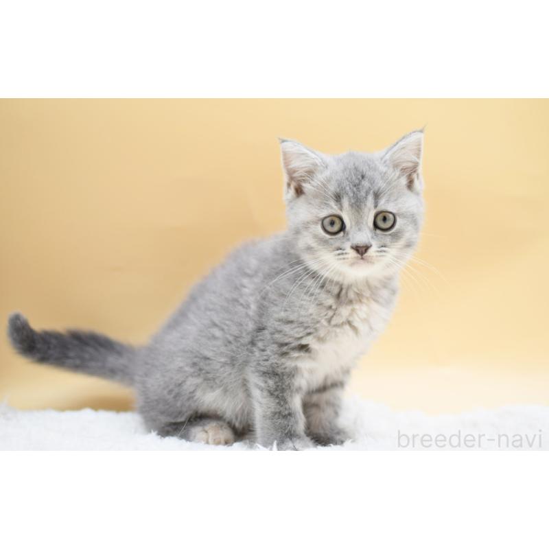 販売中の栃木県のマンチカン-131645の5枚目