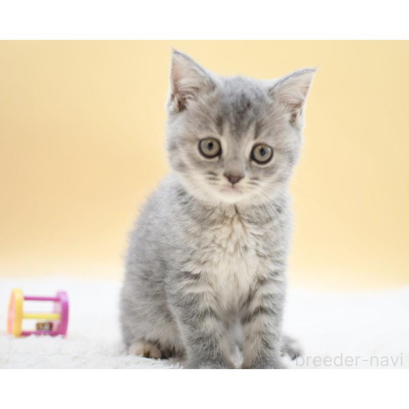 販売中の栃木県のマンチカン-131645の4枚目