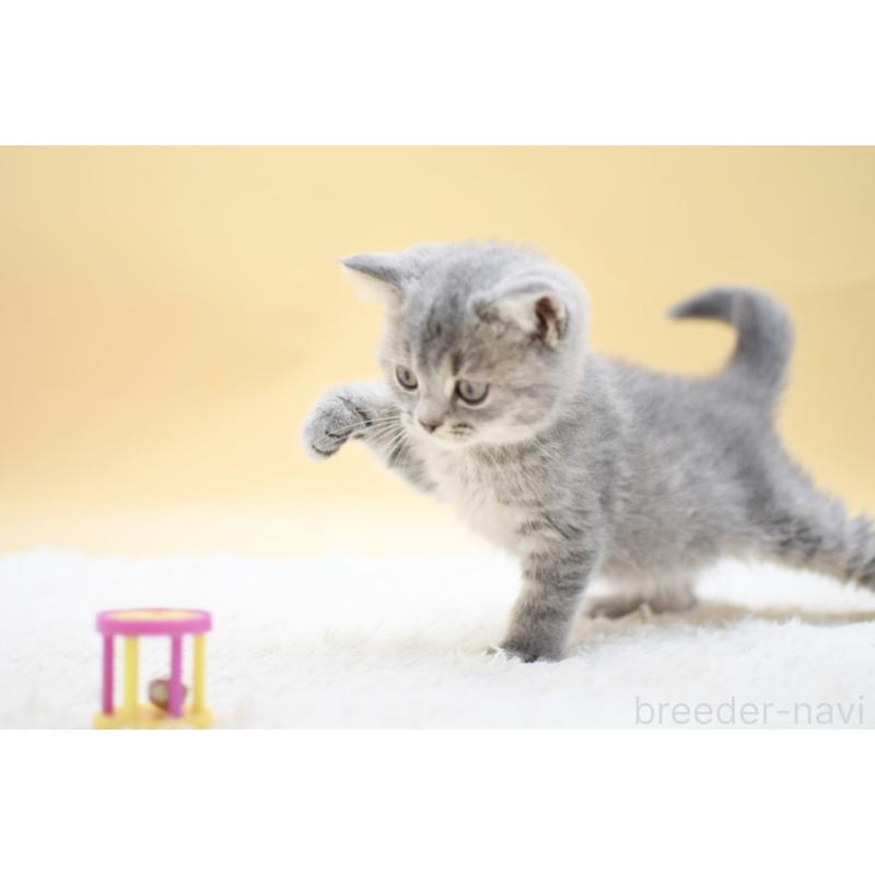 販売中の栃木県のマンチカン-131645の3枚目