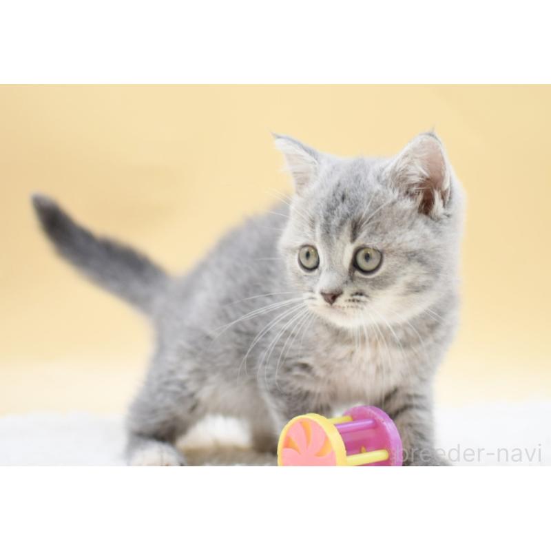 販売中の栃木県のマンチカン-131645の2枚目