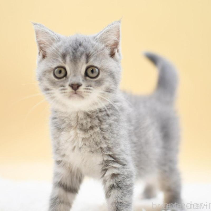 販売中の栃木県のマンチカン-131645