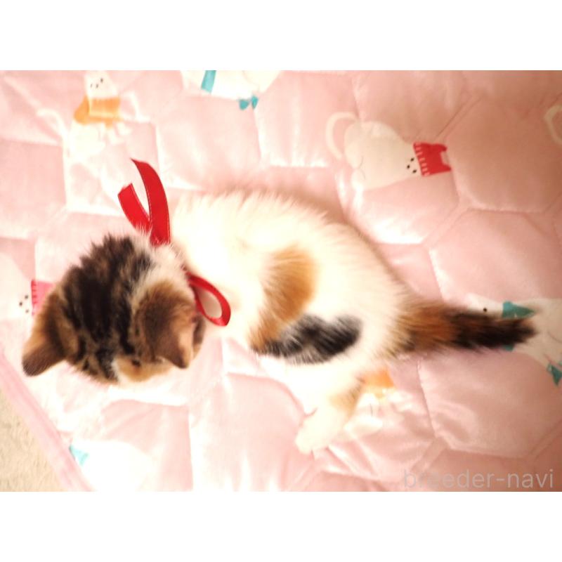 販売中の広島県のミヌエット-131646の5枚目