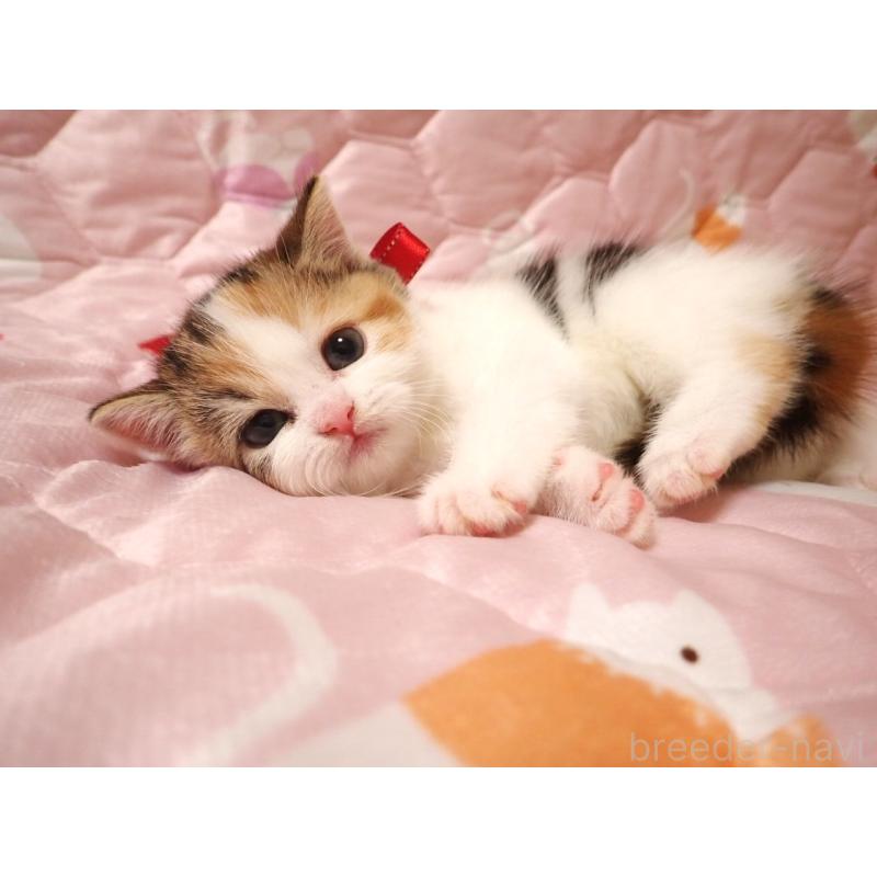 販売中の広島県のミヌエット-131646の4枚目