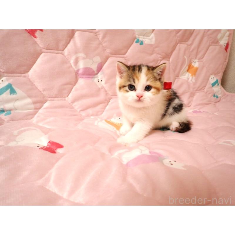 販売中の広島県のミヌエット-131646の3枚目