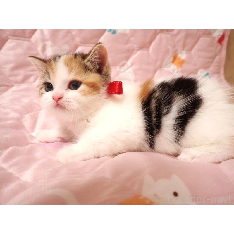 販売中の広島県のミヌエット-131646の2枚目