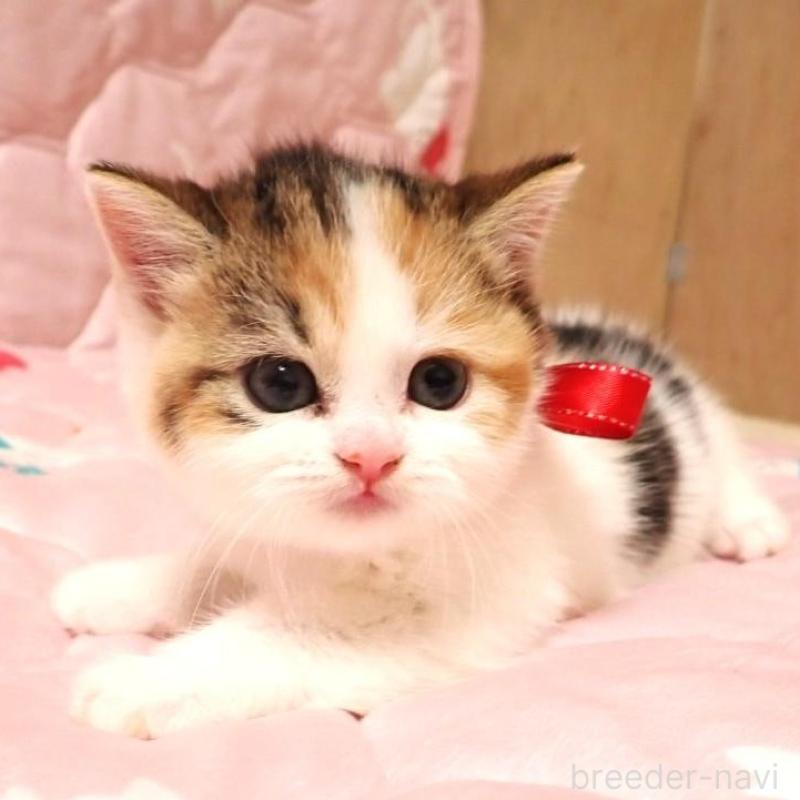 販売中の広島県のミヌエット-131646の1枚目