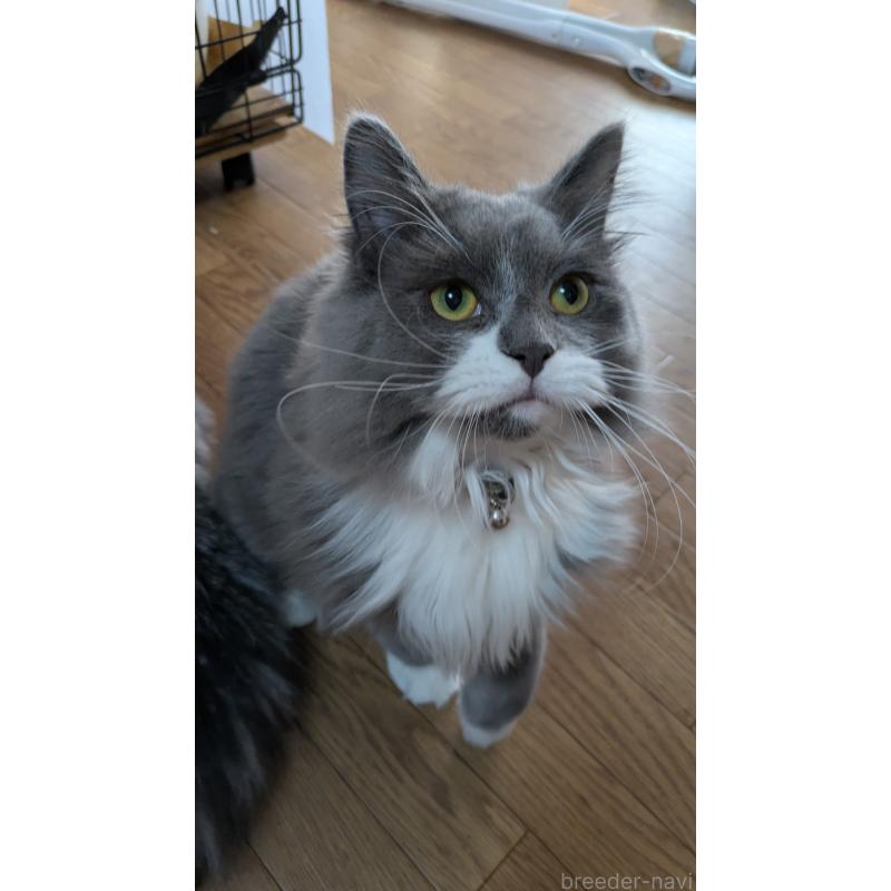 販売中の大阪府のミヌエット-120590の9枚目