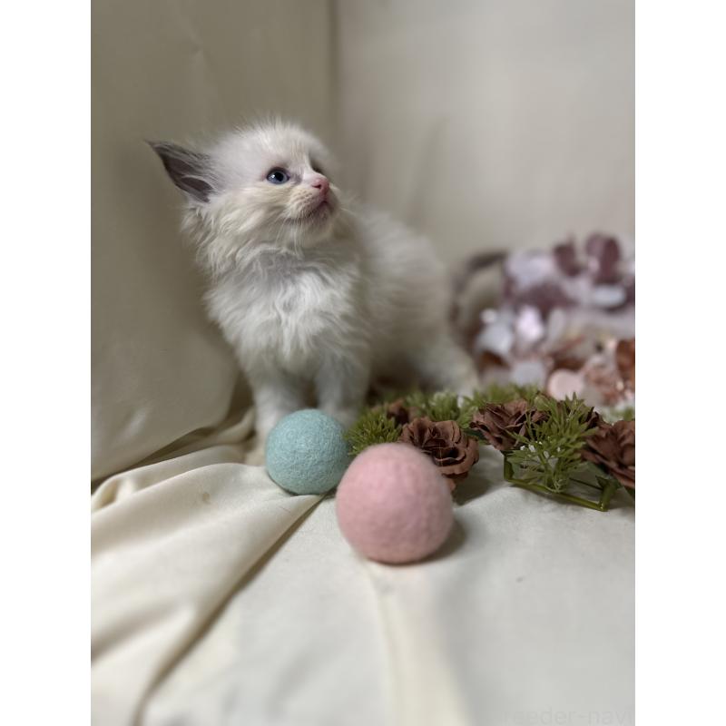 販売中の愛知県のラグドール-131647の3枚目