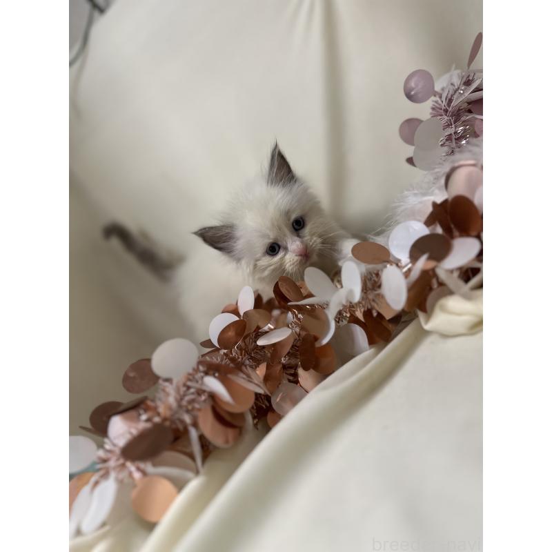 販売中の愛知県のラグドール-131647の2枚目