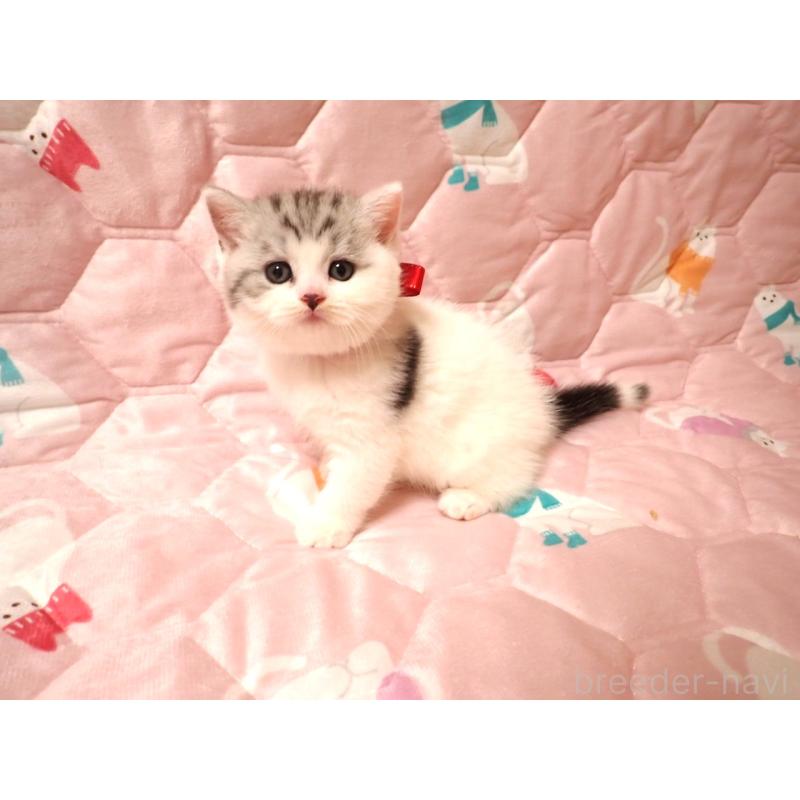 販売中の広島県のミヌエット-131648の4枚目