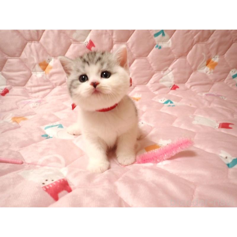 販売中の広島県のミヌエット-131648の3枚目