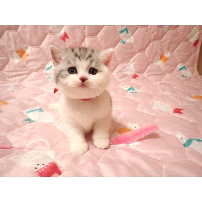 販売中の広島県のミヌエット-131648の2枚目