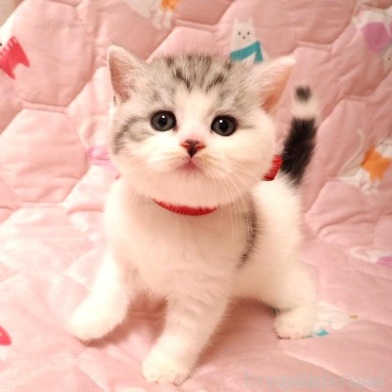 販売中の広島県のミヌエット-131648