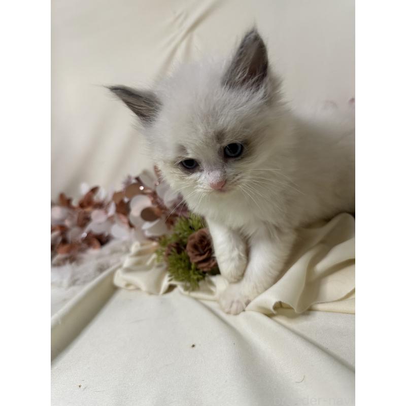 販売中の愛知県のラグドール-131649の3枚目