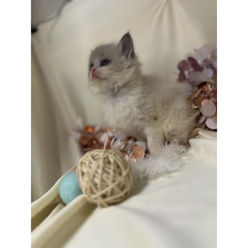 販売中の愛知県のラグドール-131649の2枚目