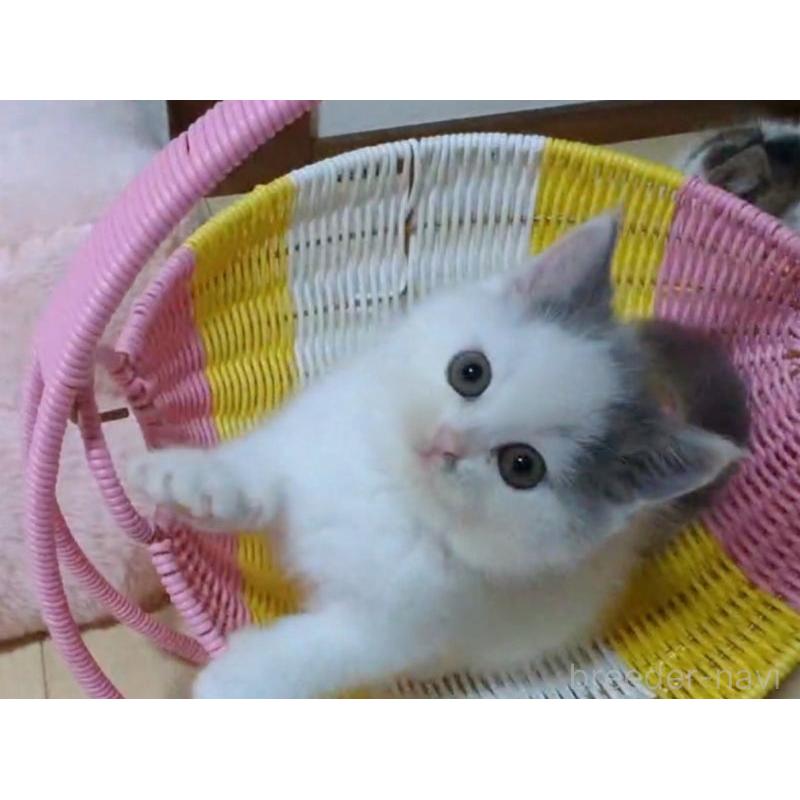 販売中の愛媛県のミヌエット-131650の3枚目