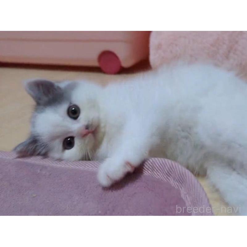 販売中の愛媛県のミヌエット-131650の4枚目