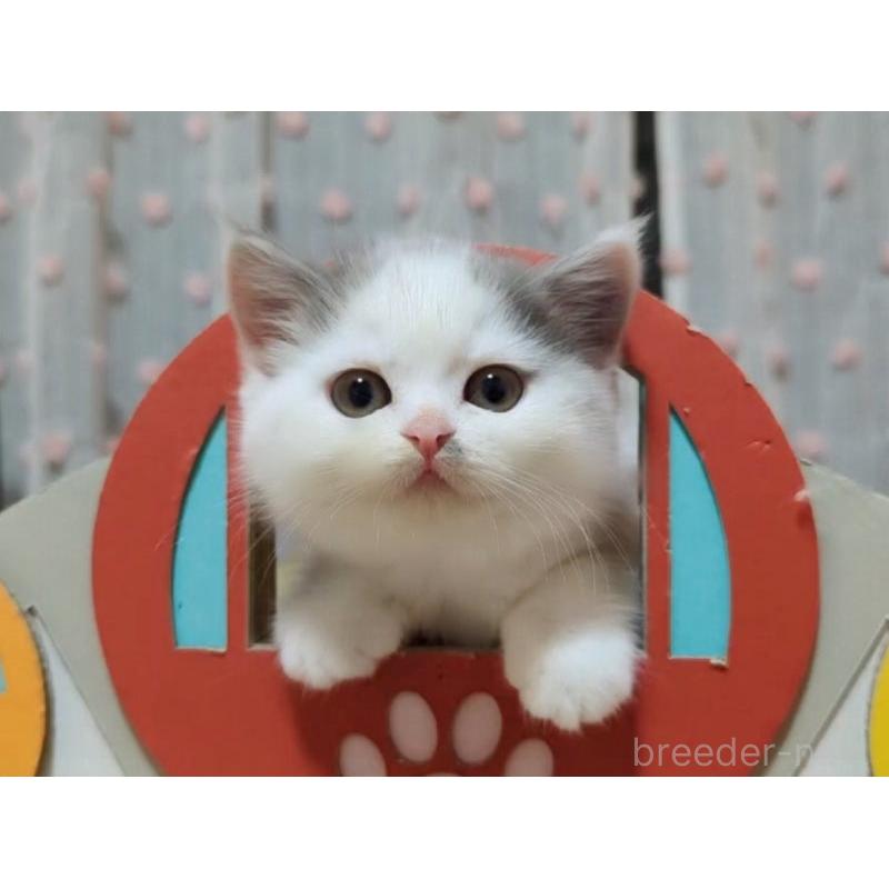 販売中の愛媛県のミヌエット-131650の2枚目