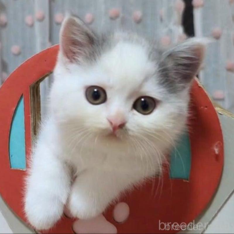 販売中の愛媛県のミヌエット-131650