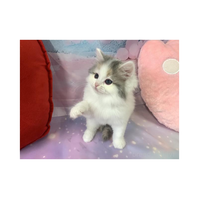 販売中の大阪府のスコティッシュフォールド-131651の5枚目