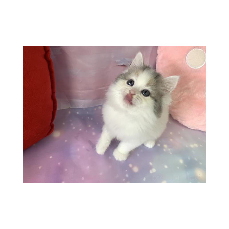 販売中の大阪府のスコティッシュフォールド-131651の6枚目