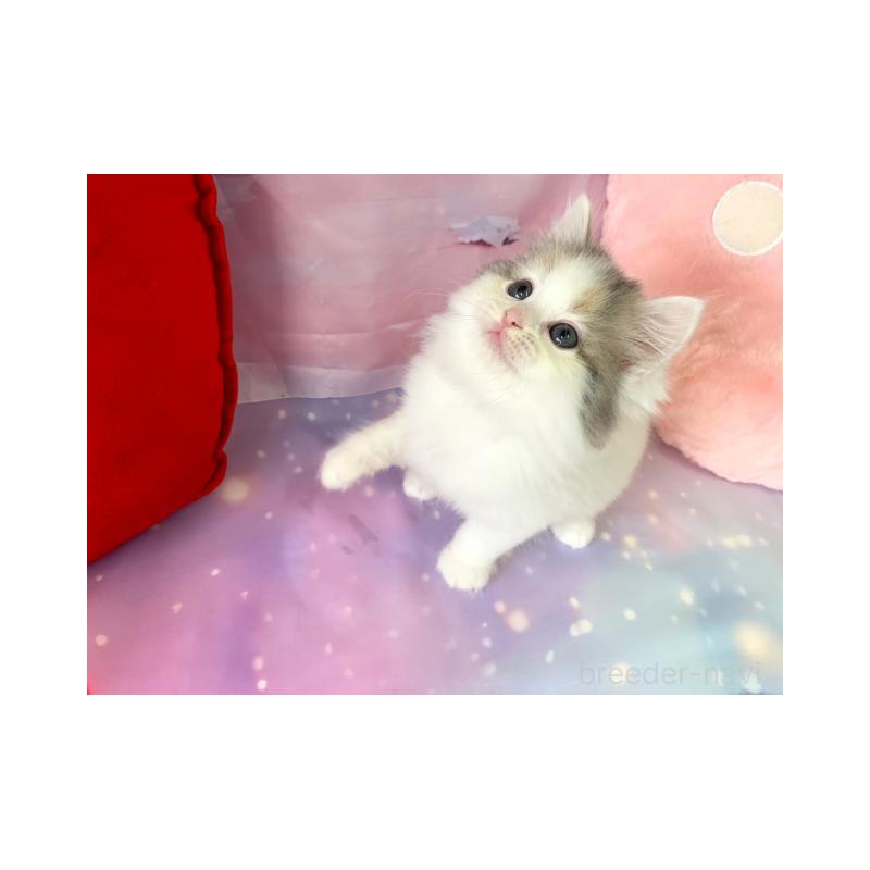 販売中の大阪府のスコティッシュフォールド-131651の4枚目