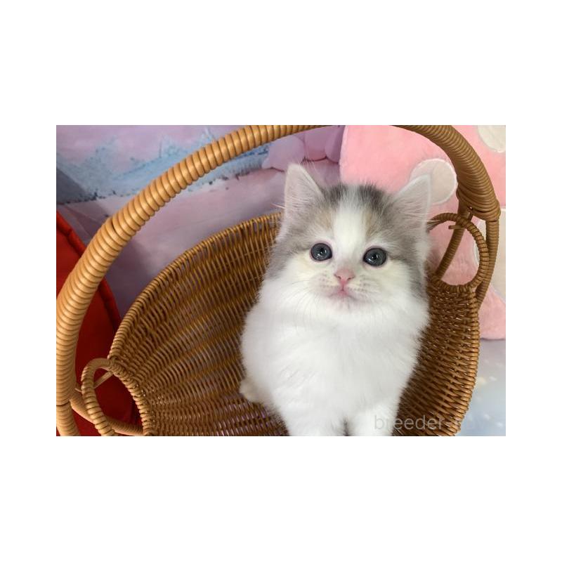 販売中の大阪府のスコティッシュフォールド-131651の3枚目