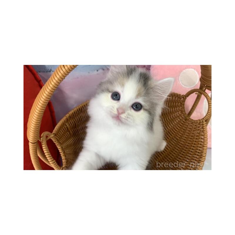 販売中の大阪府のスコティッシュフォールド-131651の2枚目