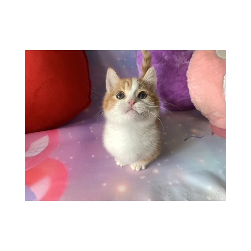 販売中の大阪府のマンチカン(短足)-131652の4枚目