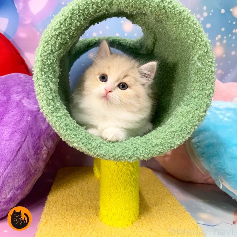 販売中の大阪府のスコティッシュフォールド-129660