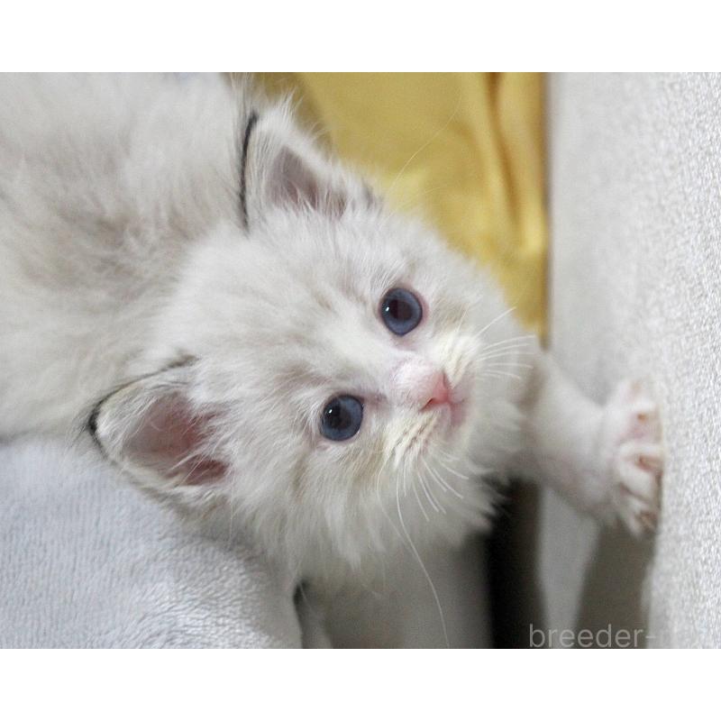 販売中の山梨県のラグドール-131653の5枚目