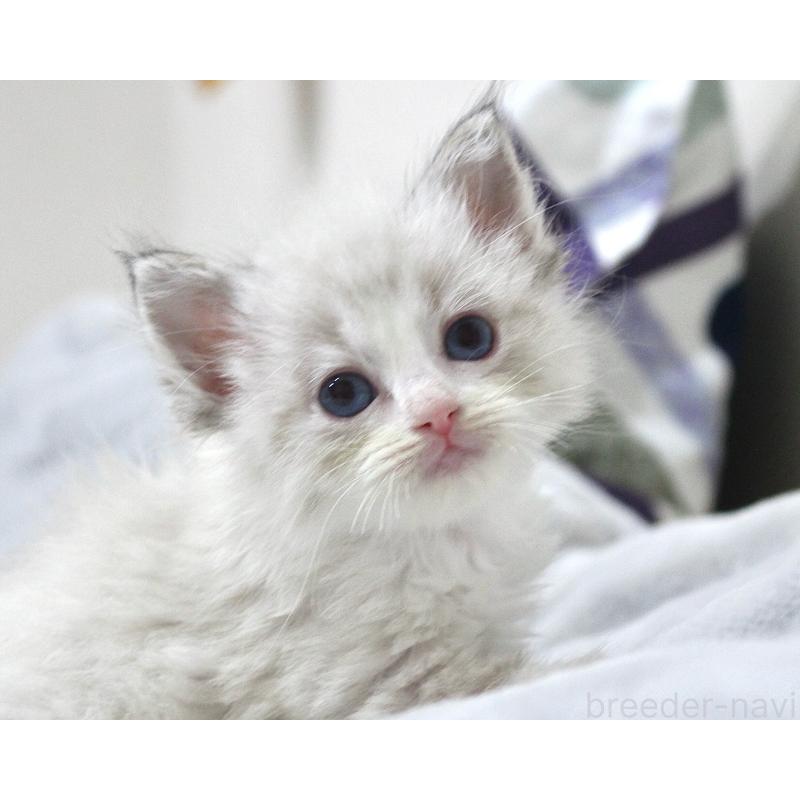 販売中の山梨県のラグドール-131653の4枚目