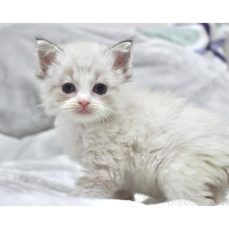 販売中の山梨県のラグドール-131653の3枚目